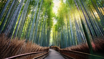 A serene bamboo forest pathway illuminated by sunlight, inviting exploration and tranquility among tall green trees.