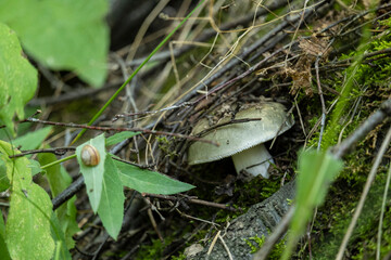Edible mushroom in the forest litter.