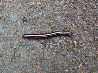 Top view of a centipede walking on the asphalt. 