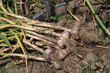 Garlic harvest in the garden. Fresh organic garlic after harvesting