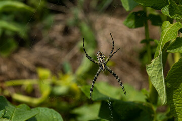 A large Argiope spider on a web in the garden.