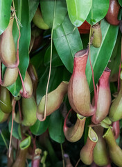 Nepenthes villosa also known as monkey pitcher plant