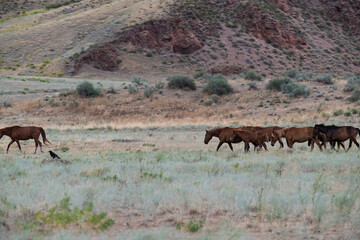 A group of horses walking along the Ili River valley not far from Almaty.