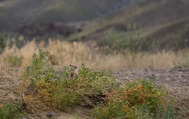 gerbil in the Kazakh steppe zone on the banks of the Ili Rive