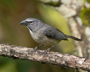 Saltator olivascens