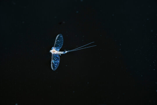 Dead mayfly on dark water.