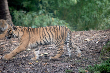 Tiger cubs are born with their stripes and only drink their mothers milk until they are 6 months old
