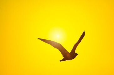 Seagull flying at Sunset Over river