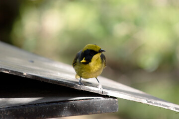 the yellow tufted honeyeater has a bright yellow forehead, crown and throat, a glossy black mask and bright golden ear-tufts.