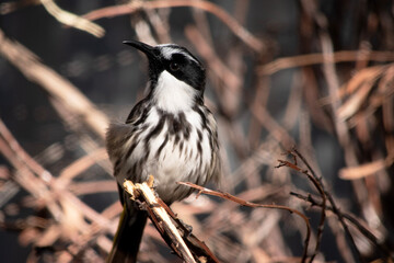 The white cheeked honeyeater has a large bright yellow tail and wing panels, with a large conspicuous white cheek patch on a mainly black head.