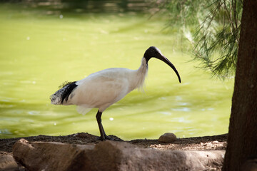 The Australian White Ibis is characterised by having predominantly white plumage with a featherless black head, neck, and legs.