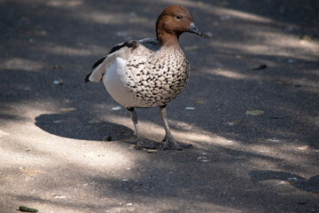 The male wood duck has a darker head and a small dark mane, with a speckled brown-grey breast and a black lower belly and undertail.