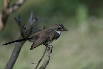 Malaysian Pied Fantail