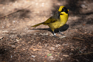 the yellow tufted honeyeater has a bright yellow forehead, crown and throat, a glossy black mask and bright golden ear-tufts.