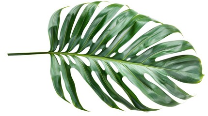 Obraz premium Isolated tropical palm leaf with clipping path on white backdrop