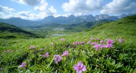 Obraz premium Scenic mountain landscape with blooming flowers