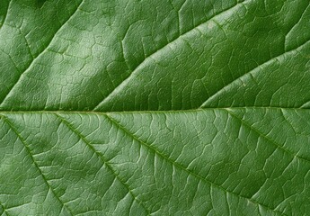 Obraz premium Detailed macro view of a green leaf texture