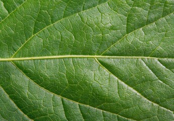 close-up of green leaf texture