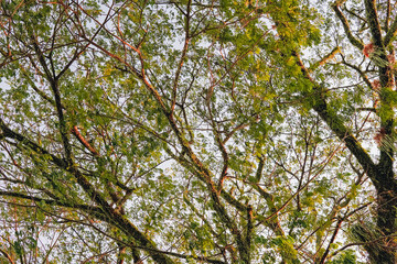 Fototapeta premium View looking up into lush green branches of large tree and tall green tree in spring.
