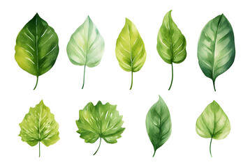 watercolor vector Set of tropical leaves. Variety. Ornamental plants. Banana leaves. Transparent background	