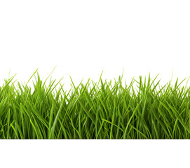 Fototapeta premium Green grass frame isolated on transparent background