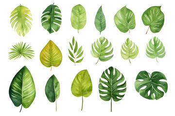 watercolor vector Set of tropical leaves. Variety. Ornamental plants. Banana leaves. Transparent background	