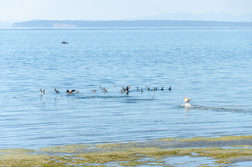 A playful dog chasing  a flock of seagulls on  a seaweeds covered beach