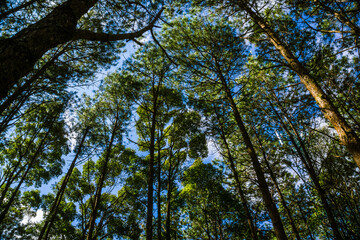 Fototapeta premium Pine green tree branch forest nature background blue sky