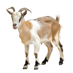 Obraz premium goat on a white background