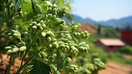 Obraz premium close up plant of Okra 