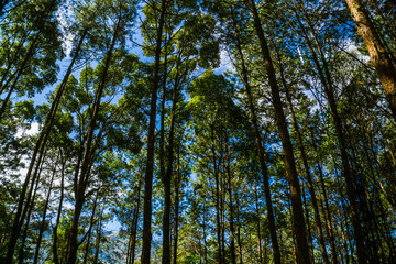 Pine green tree branch forest nature background blue sky