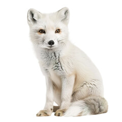 Obraz premium white kitten