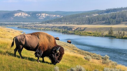 Bison grazing on a hill overlooking the Yellowstone River, panoramic view, Yellowstone National Park, majestic wildlife scene