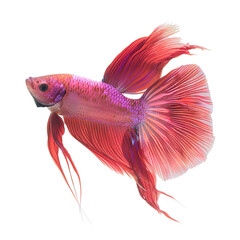 Fototapeta premium siamese fighting fish