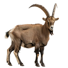 Fototapeta premium mountain goat isolated on white