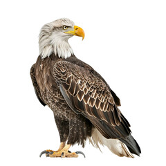 Obraz premium american bald eagle