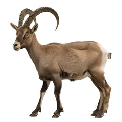 Fototapeta premium mountain goat isolated on white