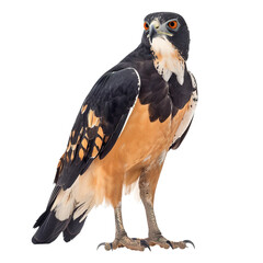 Obraz premium bird of prey