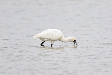 A Black-faced Spoonbill Hunting for Prey in Shallow Water