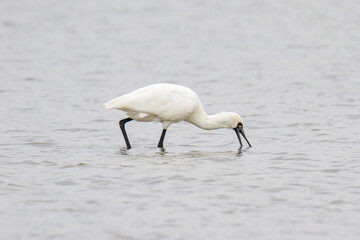 A Black-faced Spoonbill Hunting for Prey in Shallow Water