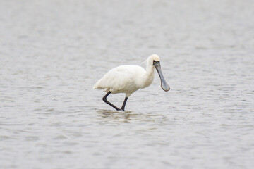 A Solitary Black Faced Spoonbill Wading in Shallow Water