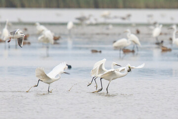 Egrets Chasing Each Other Over a Fish