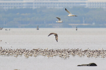 Osprey Soaring Over a Flock of Wading Birds, Mai Po Natural Reserve, Hong Kong