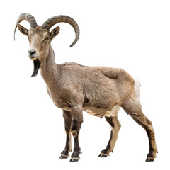 Obraz premium mountain goat isolated on white