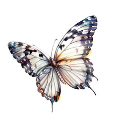 Obraz premium butterfly