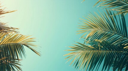 Fototapeta premium A palm tree with its leaves spread out in the sun