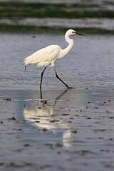 A Graceful Egret Wading Through Shallow Water