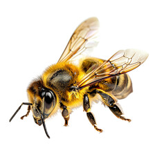 bee on white background