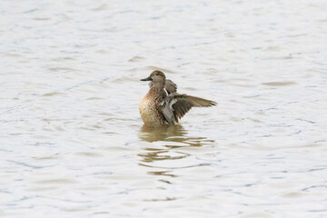 A Graceful Moment: Green-Winged Duck Stretching Its Wings