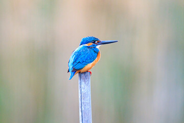 Common Kingfisher Perched on a Wooden Post
